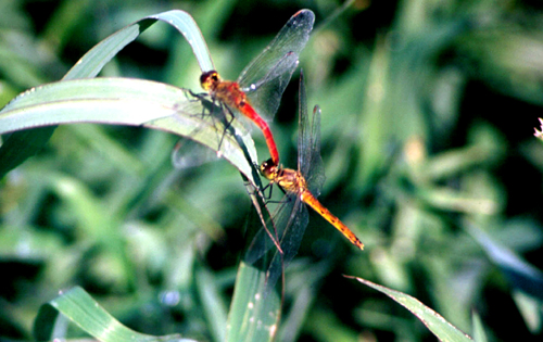 Sympetrum