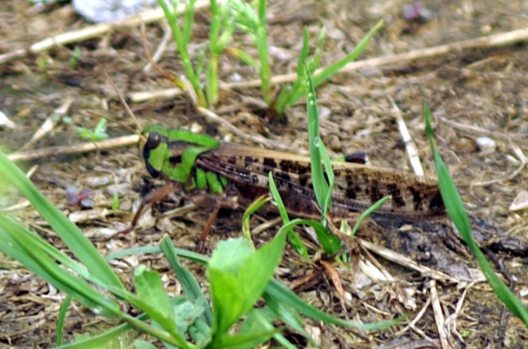 Locusta migratoria (Orthoptera, Acrididae)