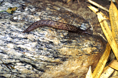 Limax maximus dalla zona est del fiume Sesia (VC)