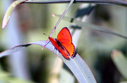 Kanetisa circe, Aporia crataegi, Heteropterus morpheus