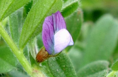 Vicia lathyroides