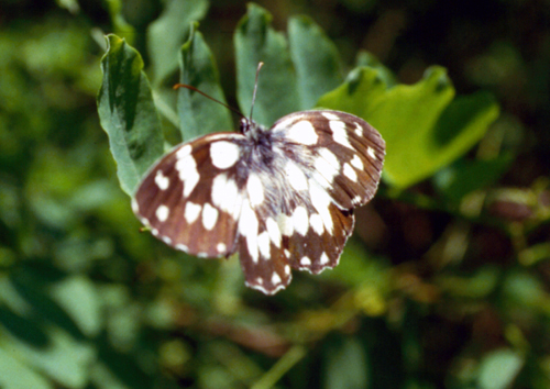 Melanargia galathea, Papilio machaon