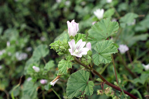 Malva neglecta / Malva domestica