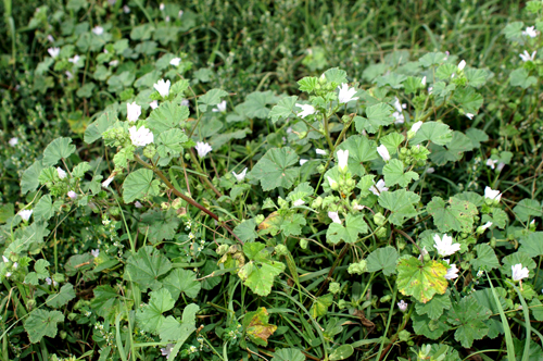 Malva neglecta / Malva domestica