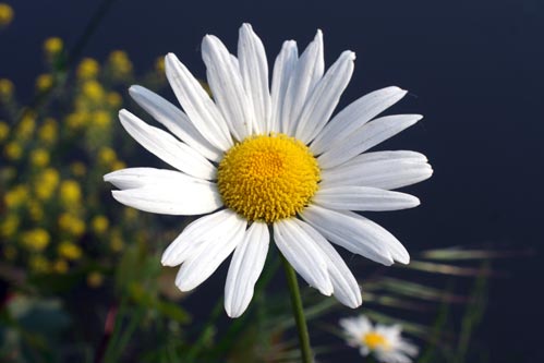 margherite sull''acqua - Leucanthemum cfr. vulgare.