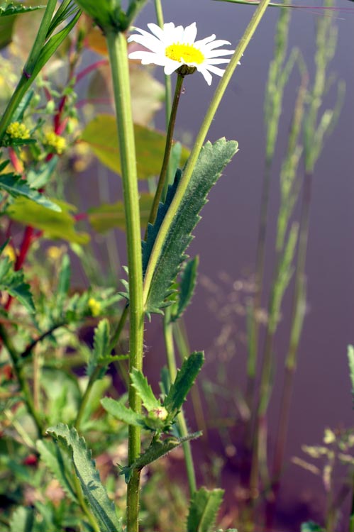 margherite sull''acqua - Leucanthemum cfr. vulgare.