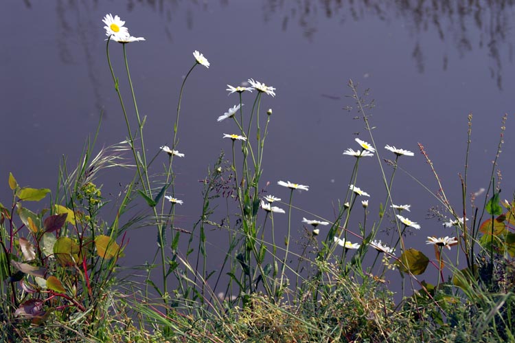 margherite sull''acqua - Leucanthemum cfr. vulgare.