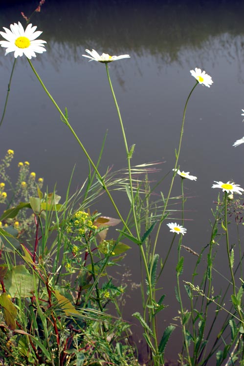 margherite sull''acqua - Leucanthemum cfr. vulgare.