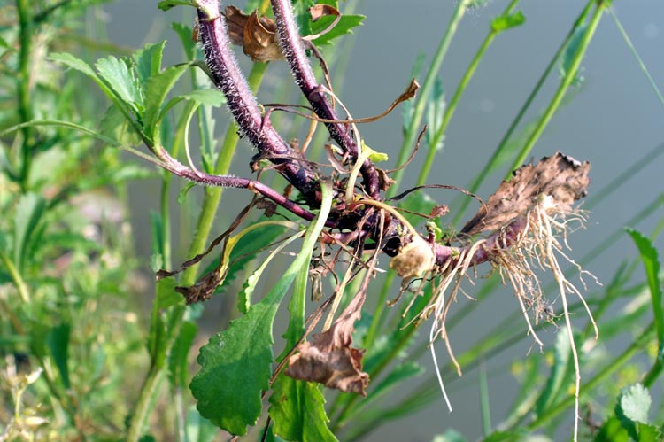 margherite sull''acqua - Leucanthemum cfr. vulgare.