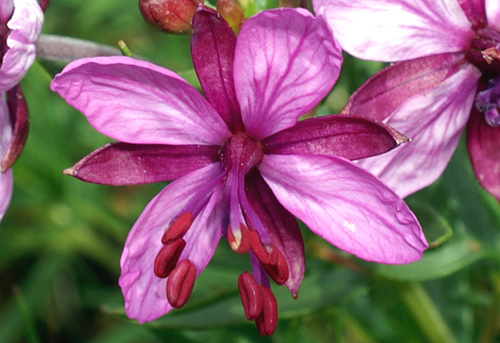 Chamaenerion angustifolium (ex Epilobium angustifolium) / Garofanino maggiore