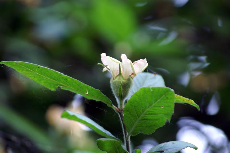 Mespilus germanica / Nespolo volgare