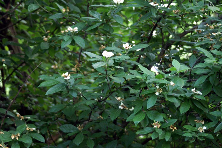 Mespilus germanica / Nespolo volgare