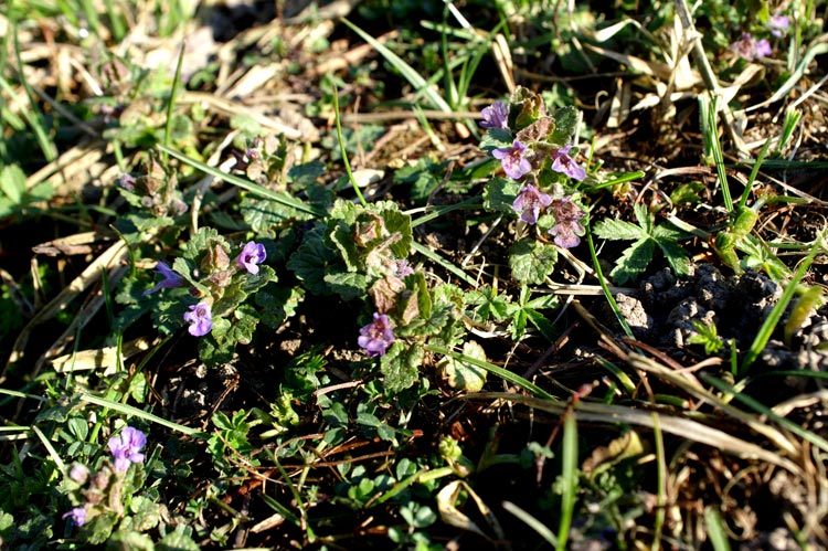 Glechoma hederacea / Ellera terrestre comune