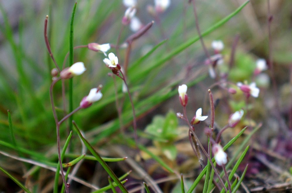 Minifiore - Cardamine hirsuta (ed Erophila verna)