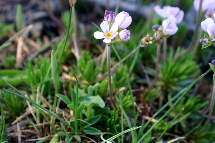 Androsace adfinis / Androsace carnicino