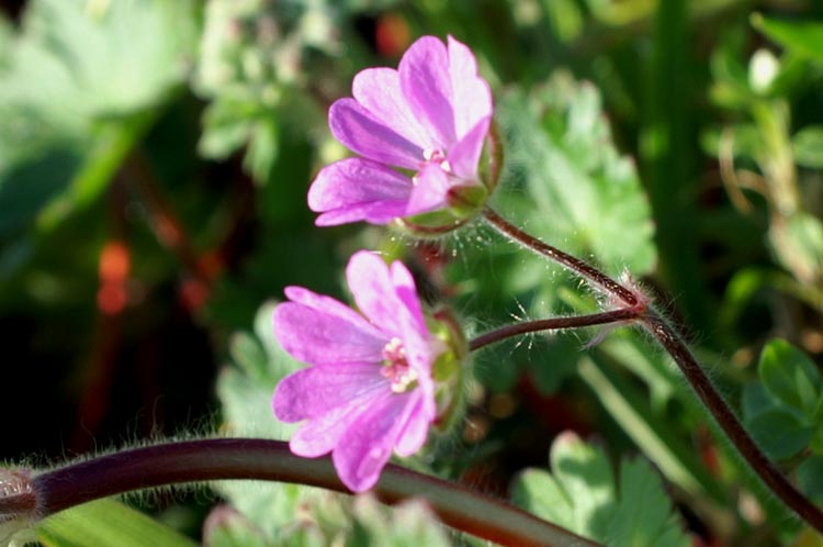 Geranium molle