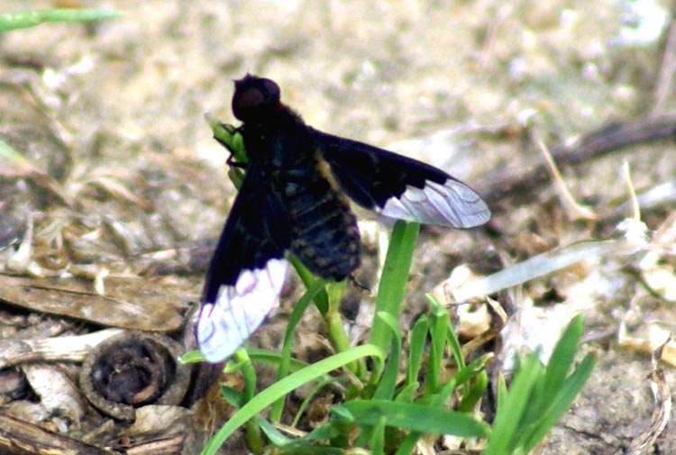 Hemipenthes morio