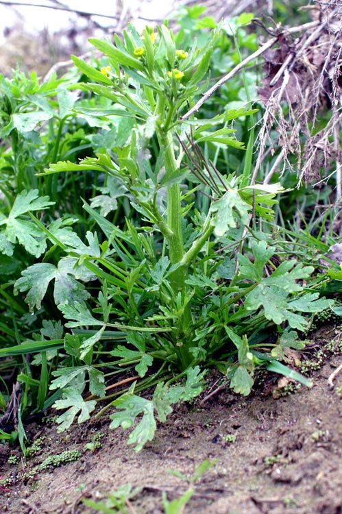 Ranunculus sceleratus / Ranuncolo tossico