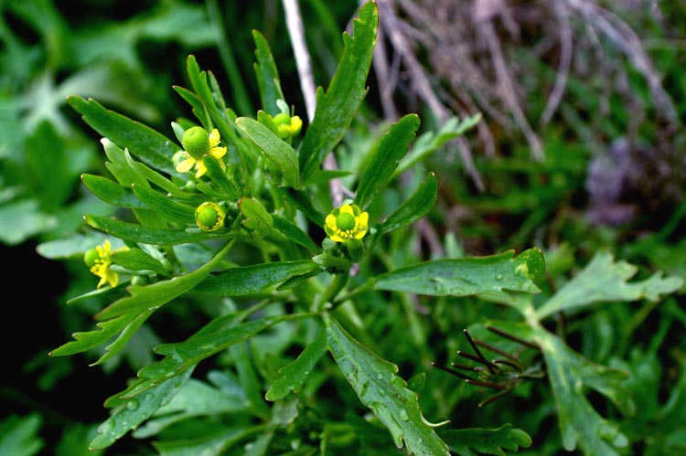 Ranunculus sceleratus / Ranuncolo tossico