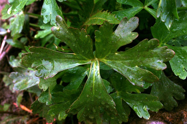 Ranunculus sceleratus / Ranuncolo tossico