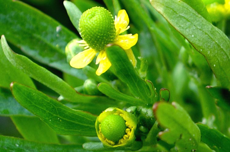 Ranunculus sceleratus / Ranuncolo tossico