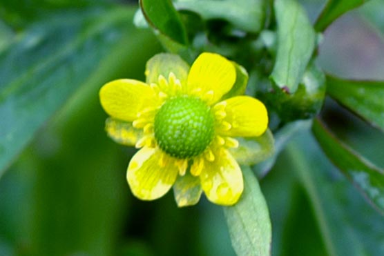Ranunculus sceleratus / Ranuncolo tossico