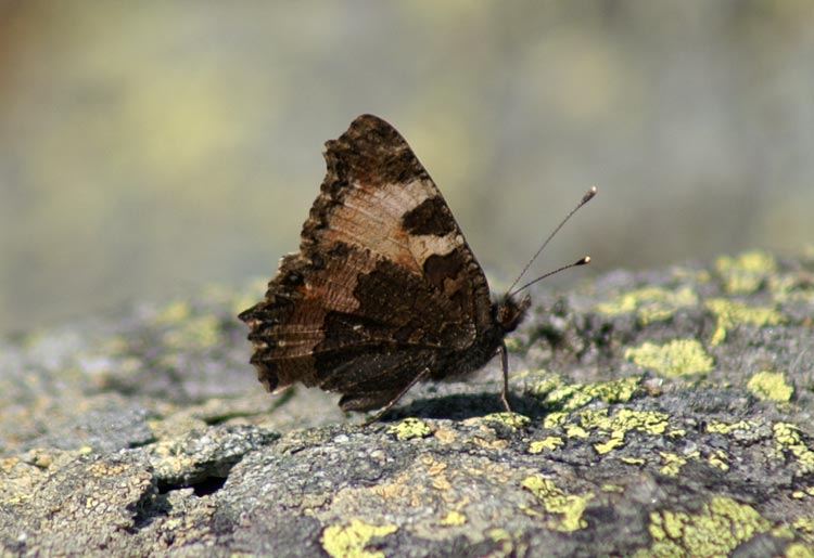 Aglais urticae