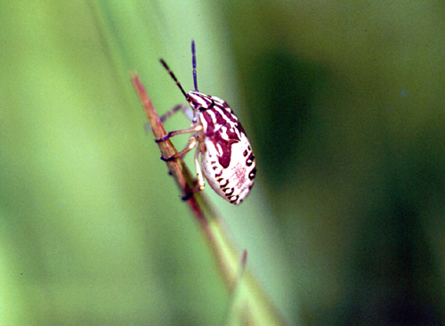 Che cimice da grande? Nezara viridula