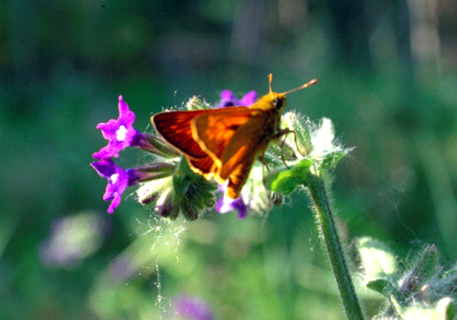 Melanargia galathea, Papilio machaon