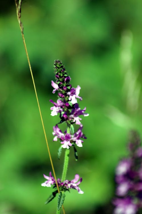ai bordi dello sterrato - Stachys officinalis