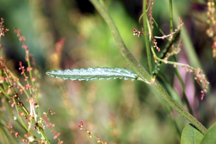 ai bordi dello sterrato - Stachys officinalis
