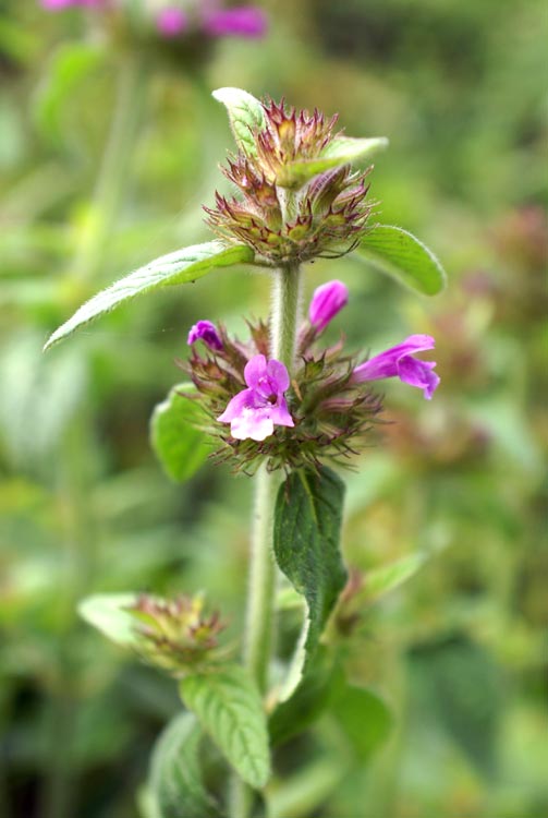 Clinopodium vulgare / Clinopodio dei boschi