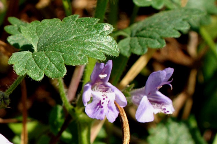 Glechoma hederacea / Ellera terrestre comune