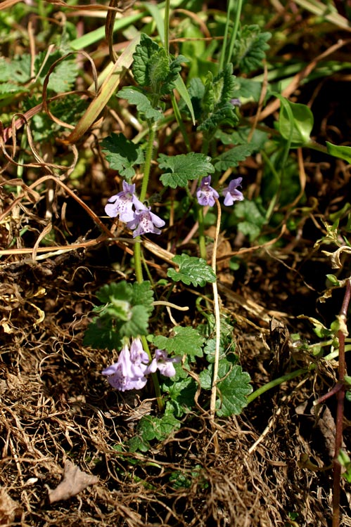 Glechoma hederacea / Ellera terrestre comune
