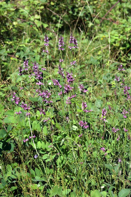 ai bordi dello sterrato - Stachys officinalis
