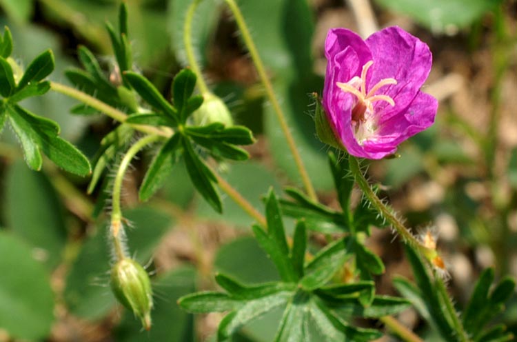 Geranium columbinum