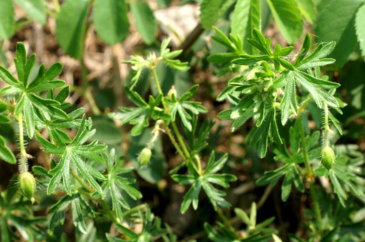Geranium columbinum