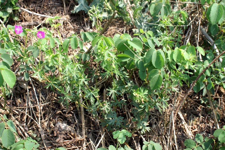 Geranium columbinum
