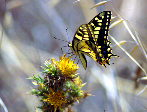 Melanargia galathea, Papilio machaon