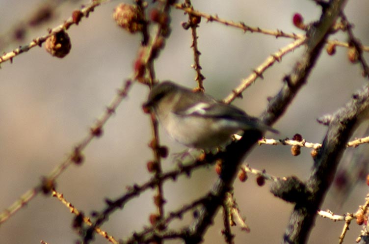 uccellino in pineta