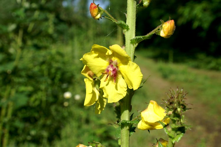 Verbascum blattaria / Verbasco polline