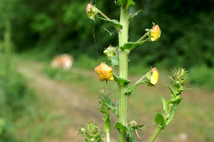 Verbascum blattaria / Verbasco polline