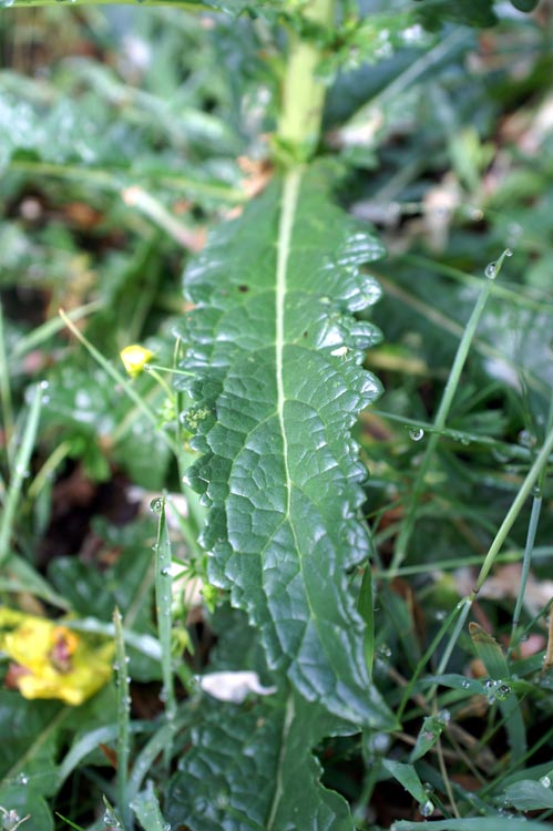 Verbascum blattaria / Verbasco polline