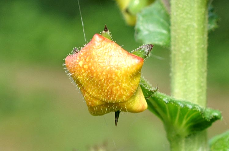 Verbascum blattaria / Verbasco polline