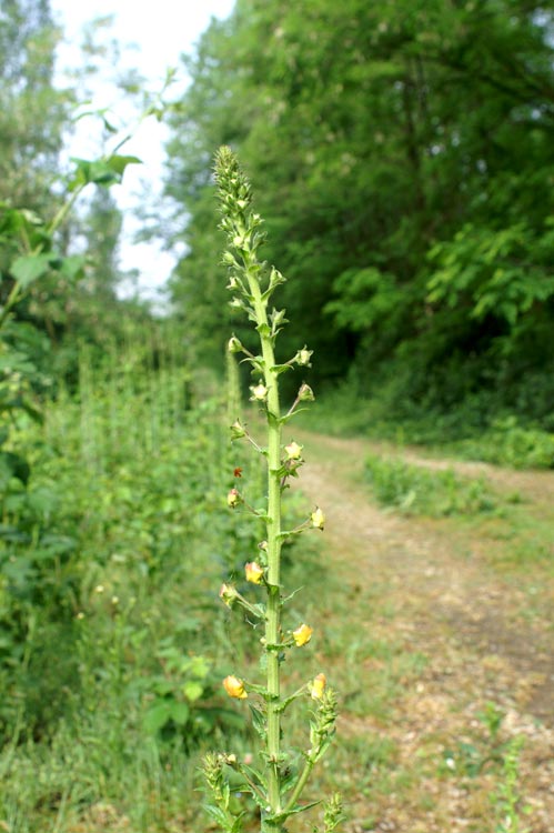 Verbascum blattaria / Verbasco polline