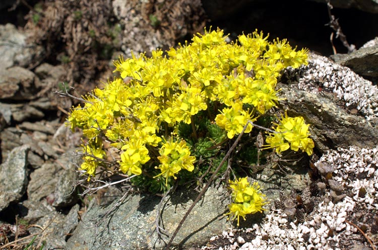 Draba aizoides / Draba aizoide, Draba gialla