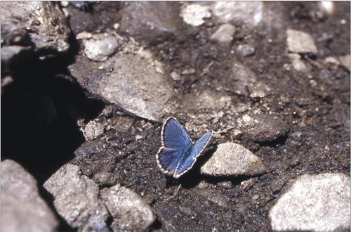 Melanargia galathea, Papilio machaon