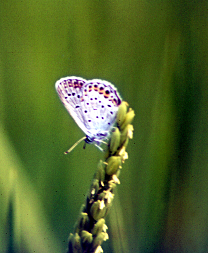 Melanargia galathea, Papilio machaon