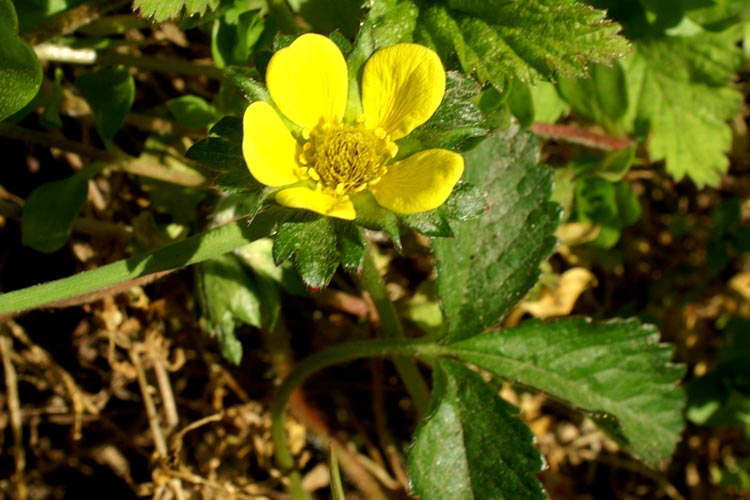 Potentilla indica (=Duchesnea indica) / Fragola matta
