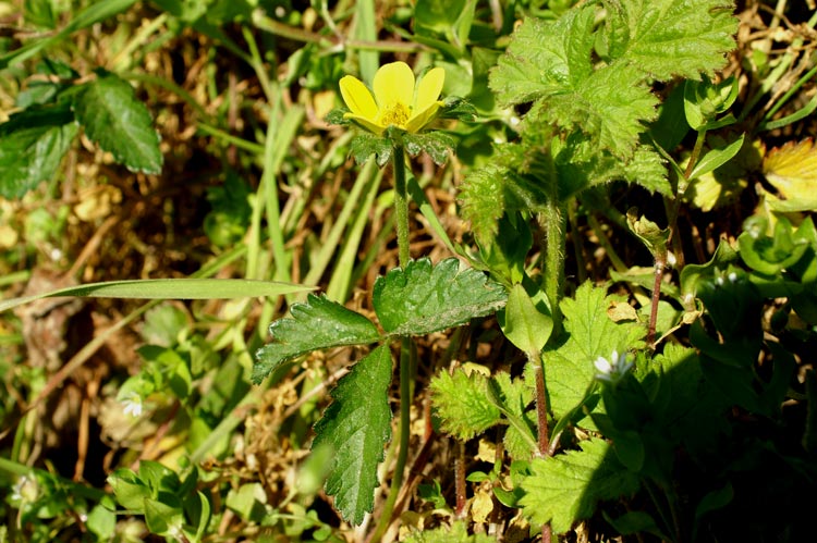 Potentilla indica (=Duchesnea indica) / Fragola matta
